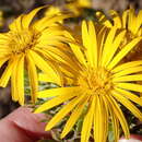 Image of Oedera calycina (L. fil.) N. G. Bergh