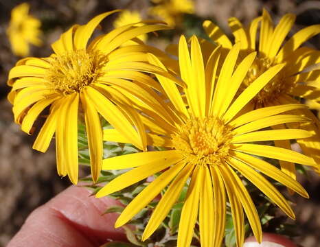 Image of Oedera calycina (L. fil.) N. G. Bergh