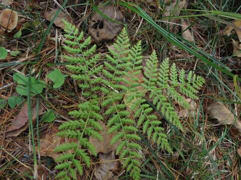 Plancia ëd Athyrium spinulosum (Maxim.) Milde