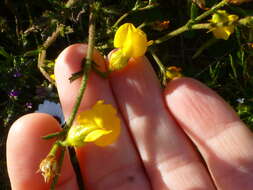 Plancia ëd Hermannia rugosa Adamson