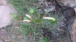 Image of Dracophyllum secundum R. Br.