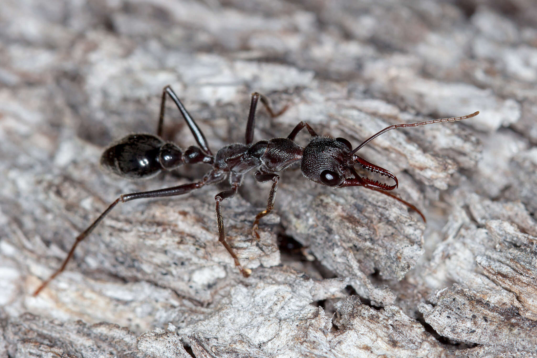 Image of bull ant