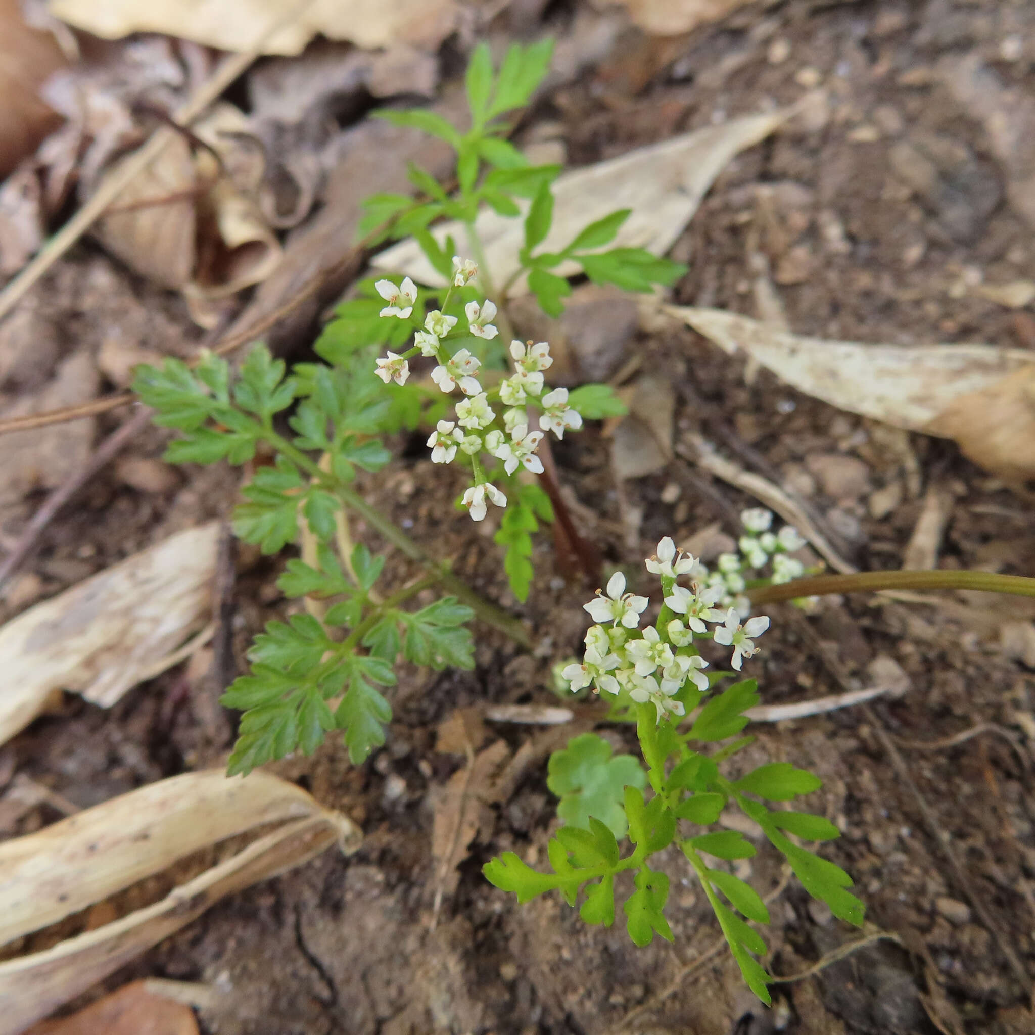 Aegopodium decumbens (Thunb. ex Murray) Pimenov & Zakharova的圖片