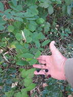 Image of Rubus ulmifolius var. anoplothyrsus