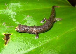 Image of Bolitoglossa peruviana (Boulenger 1883)