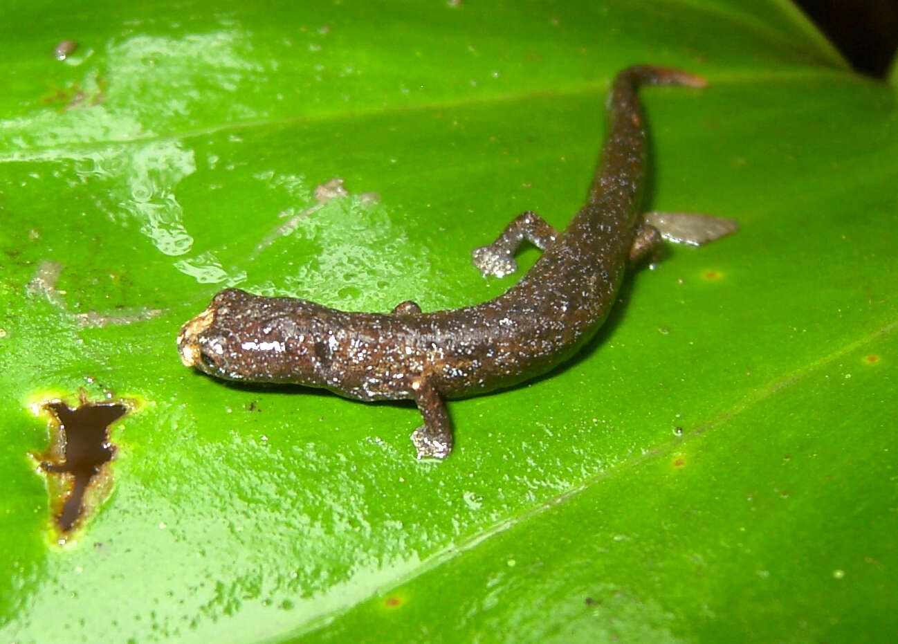 Image of Bolitoglossa peruviana (Boulenger 1883)