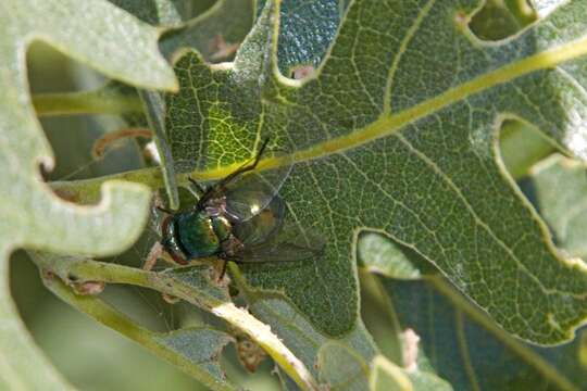 Image of Neomyia