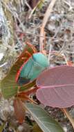 Image of Beaucarnea goldmanii Rose