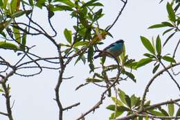 Слика од Tangara cyanotis (Sclater & PL 1858)