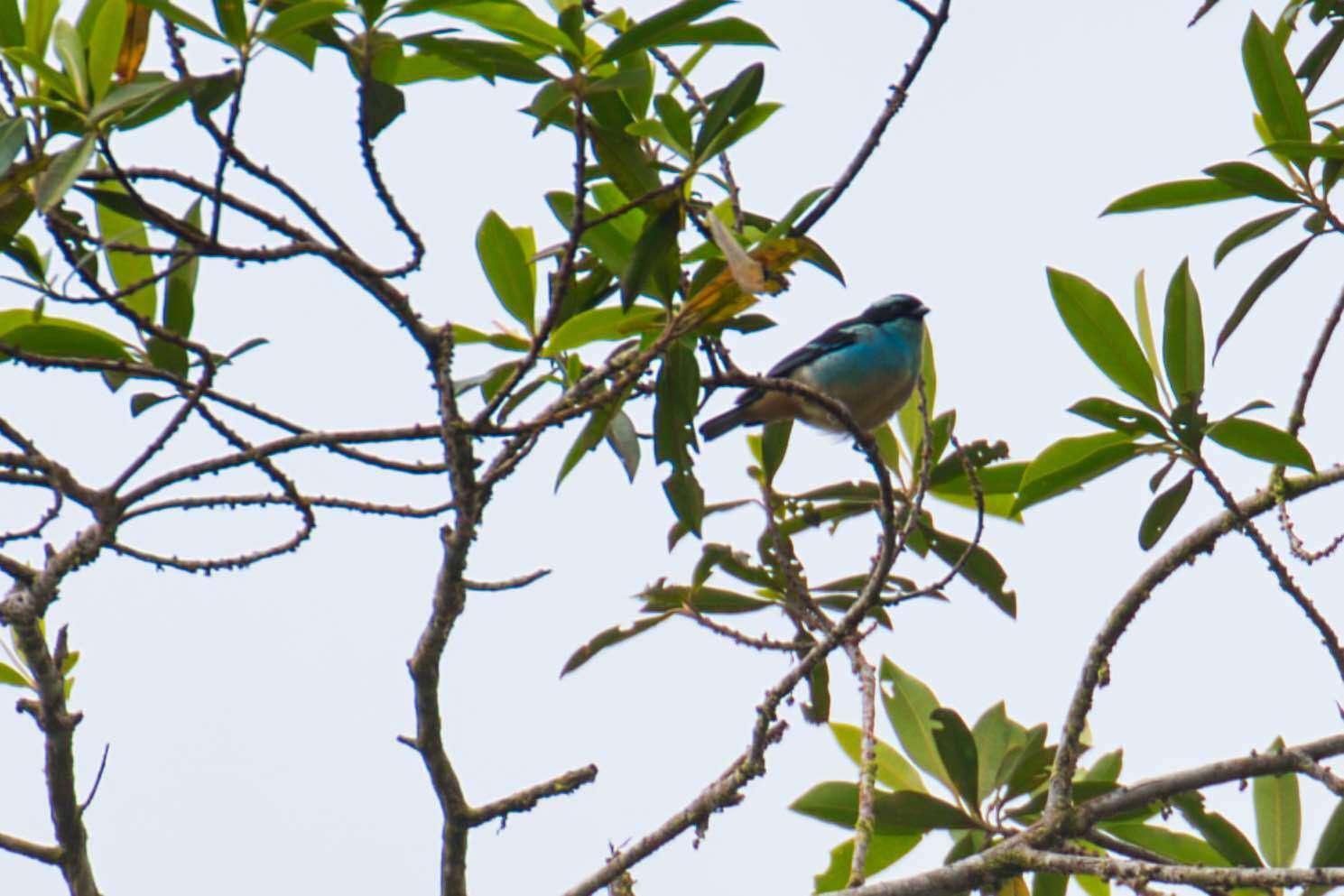 Слика од Tangara cyanotis (Sclater & PL 1858)