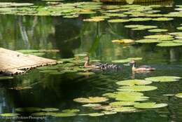 Image of Lesser Whistling Duck