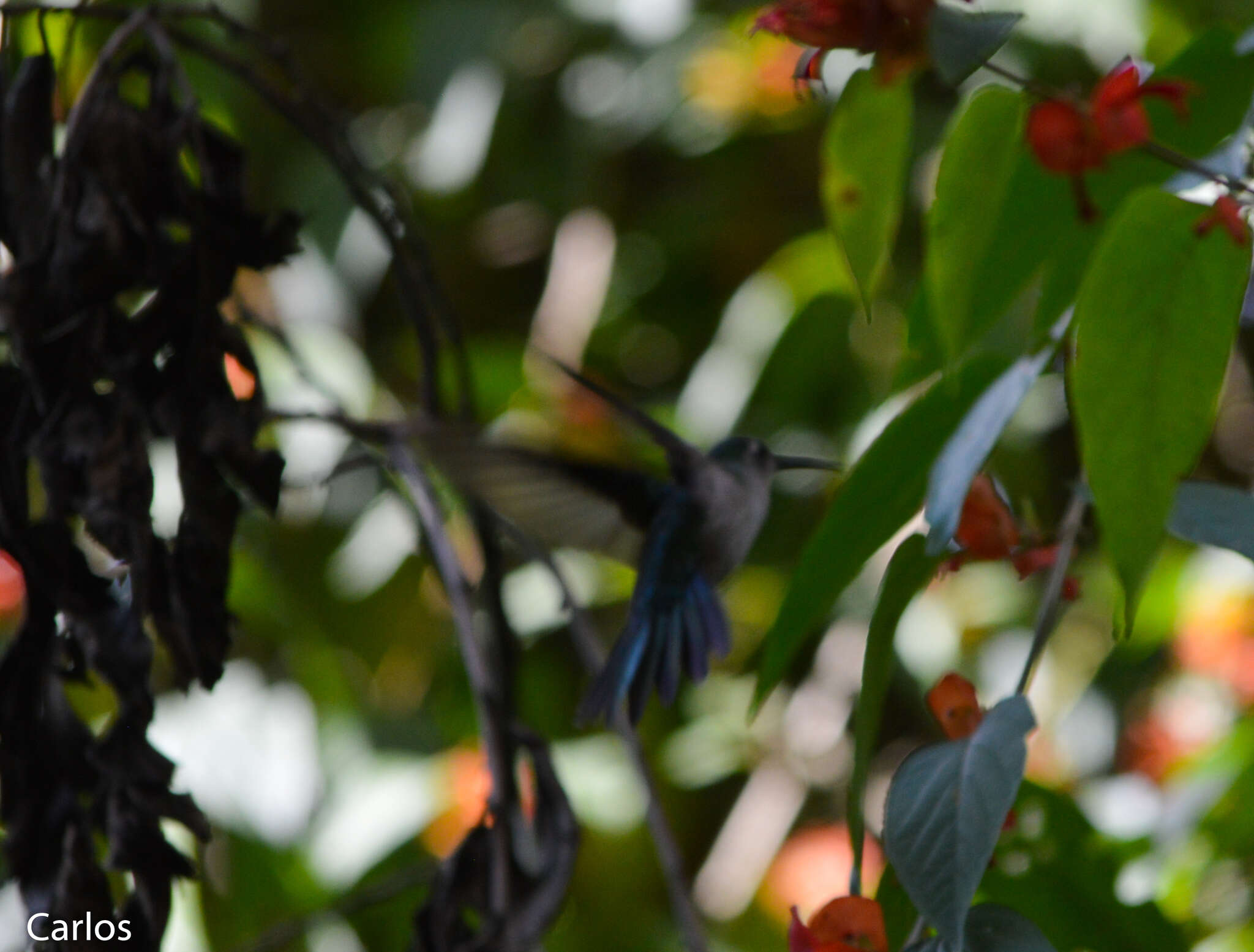 Image of Curve-winged Sabrewing