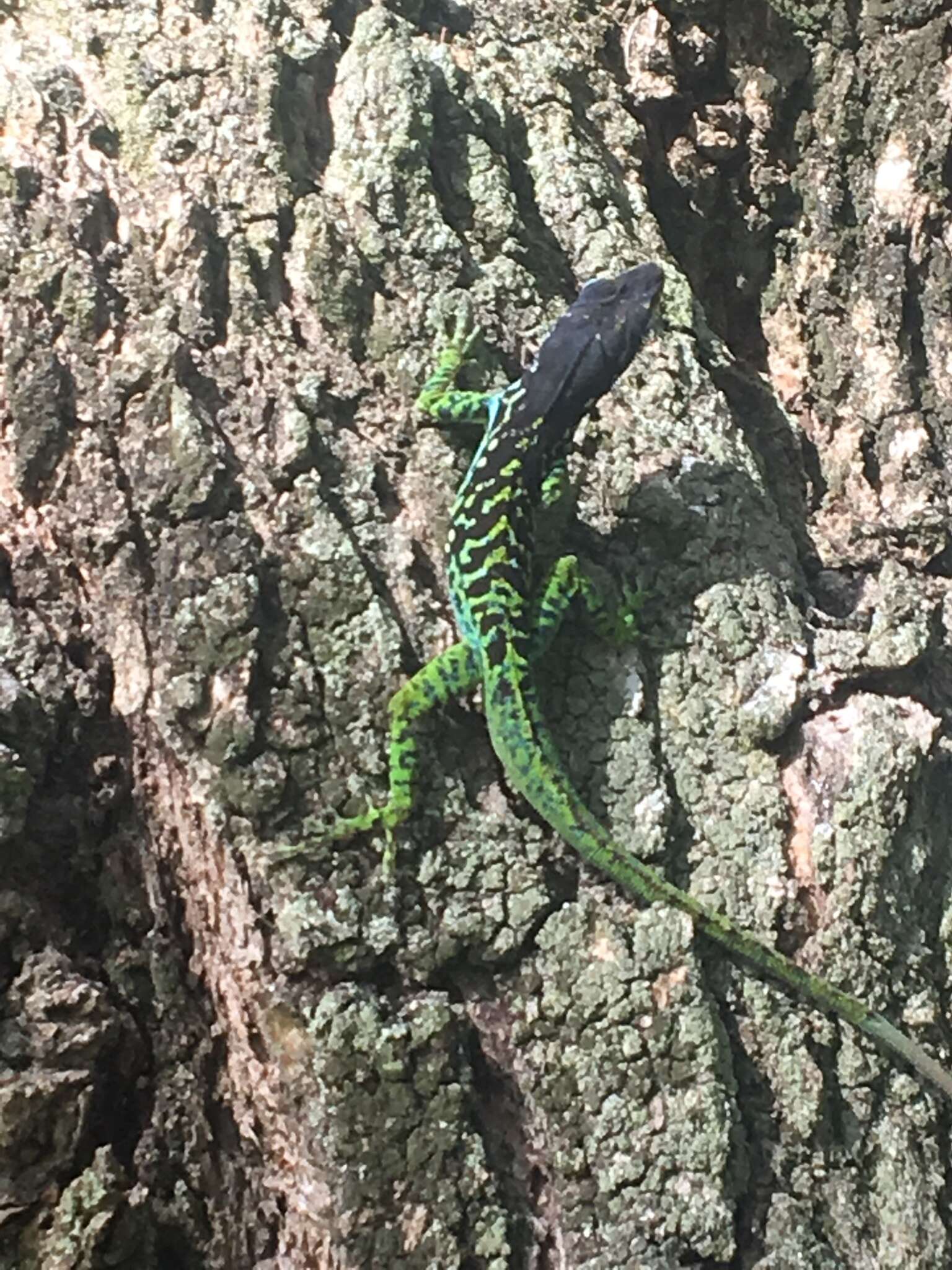 Image of Martinique's Anole