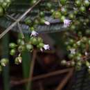 Image of Aciotis purpurascens (Aubl.) Triana