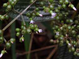 Image of Aciotis purpurascens (Aubl.) Triana