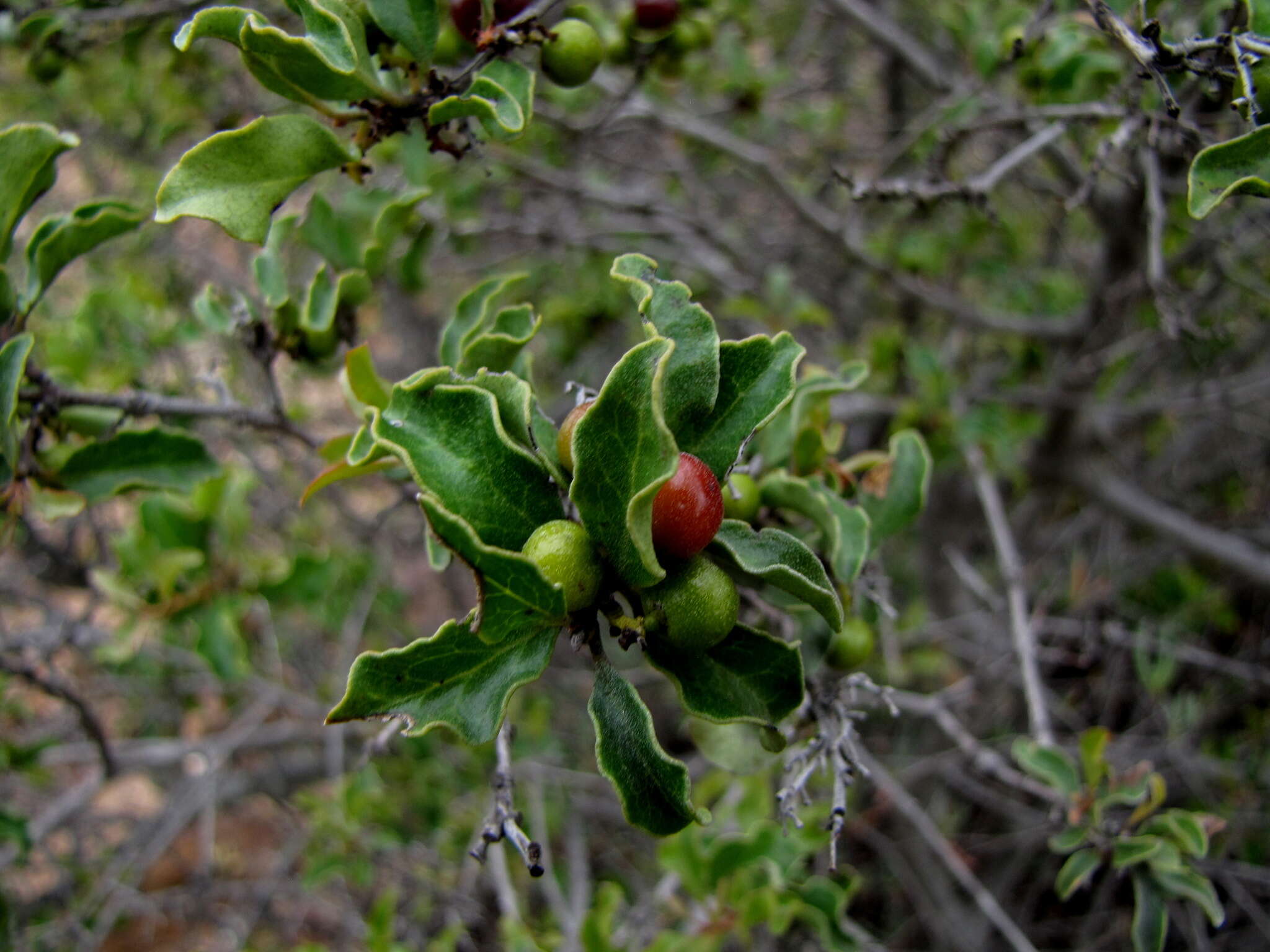 Image of Common guarri