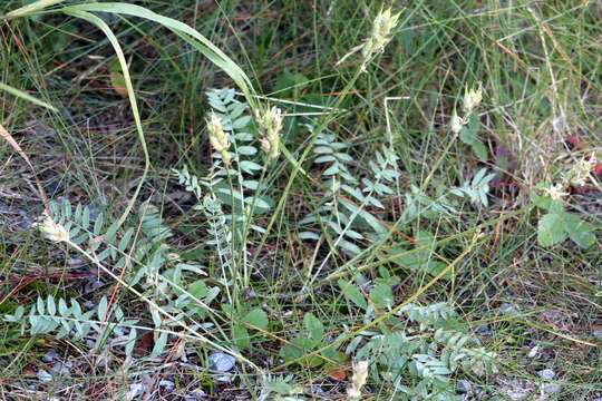 Image of field locoweed