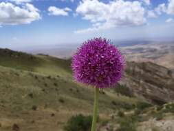 Image of Allium giganteum Regel