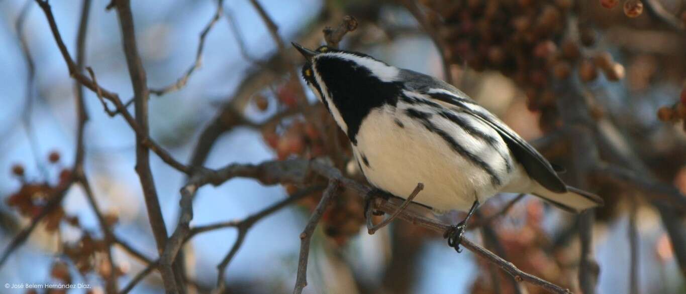 Image of Black-throated Grey Warbler