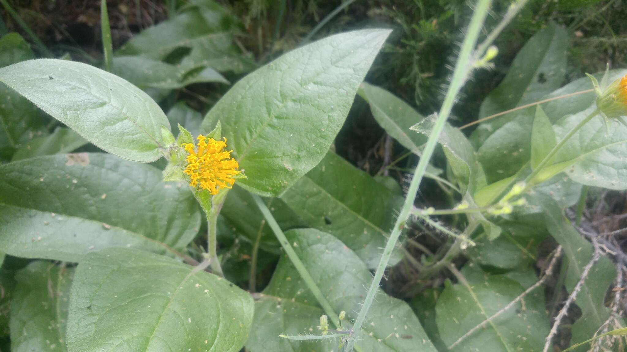 Image of Coville's mule-ears