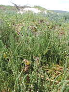 Sivun Salicornia decumbens (Toelken) Piirainen & G. Kadereit kuva