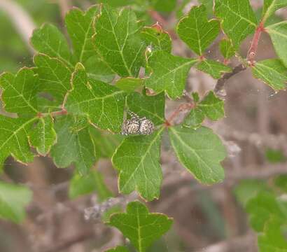 Image of Peppered Jumper