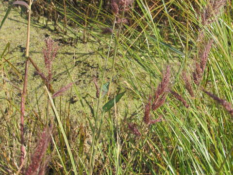 Image of Rice-Field Grass