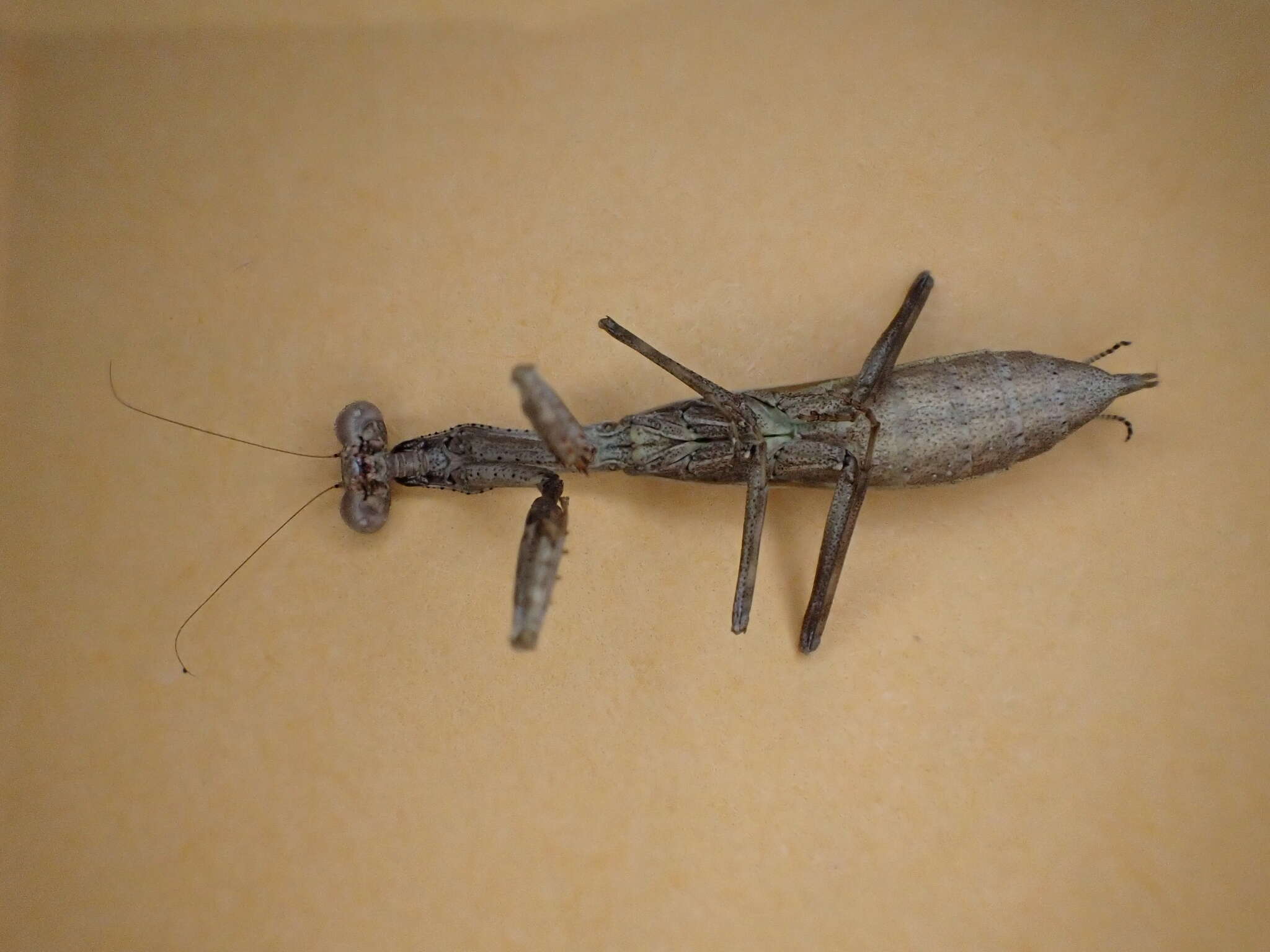 Слика од Callimantis antillarum Saussure 1859