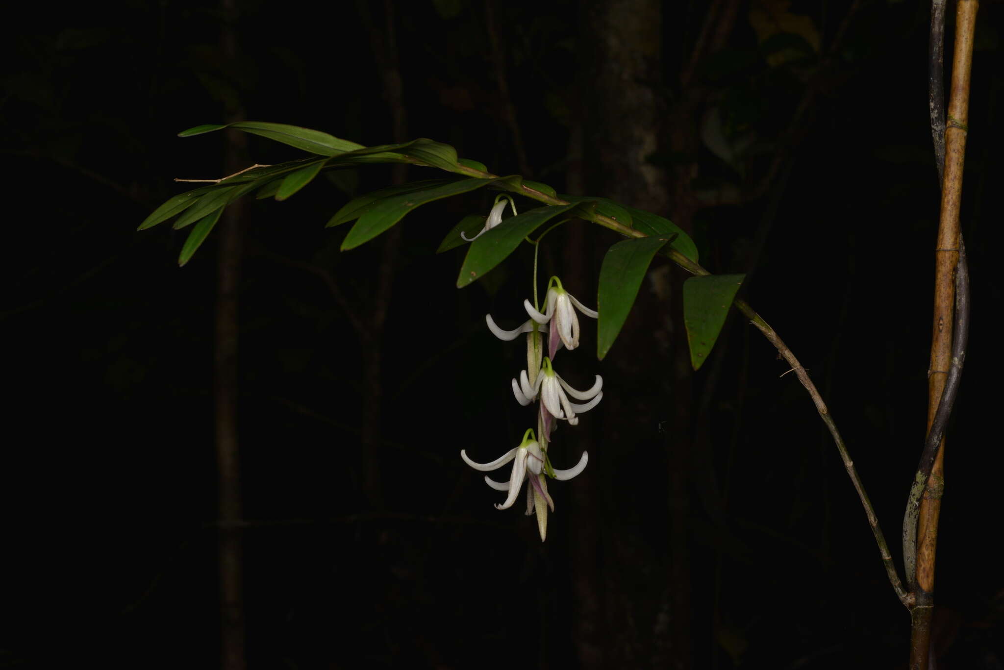 Dendrobium fractiflexum Finet的圖片