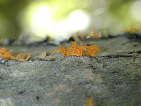 Imagem de Calocera cornea (Batsch) Fr. 1827