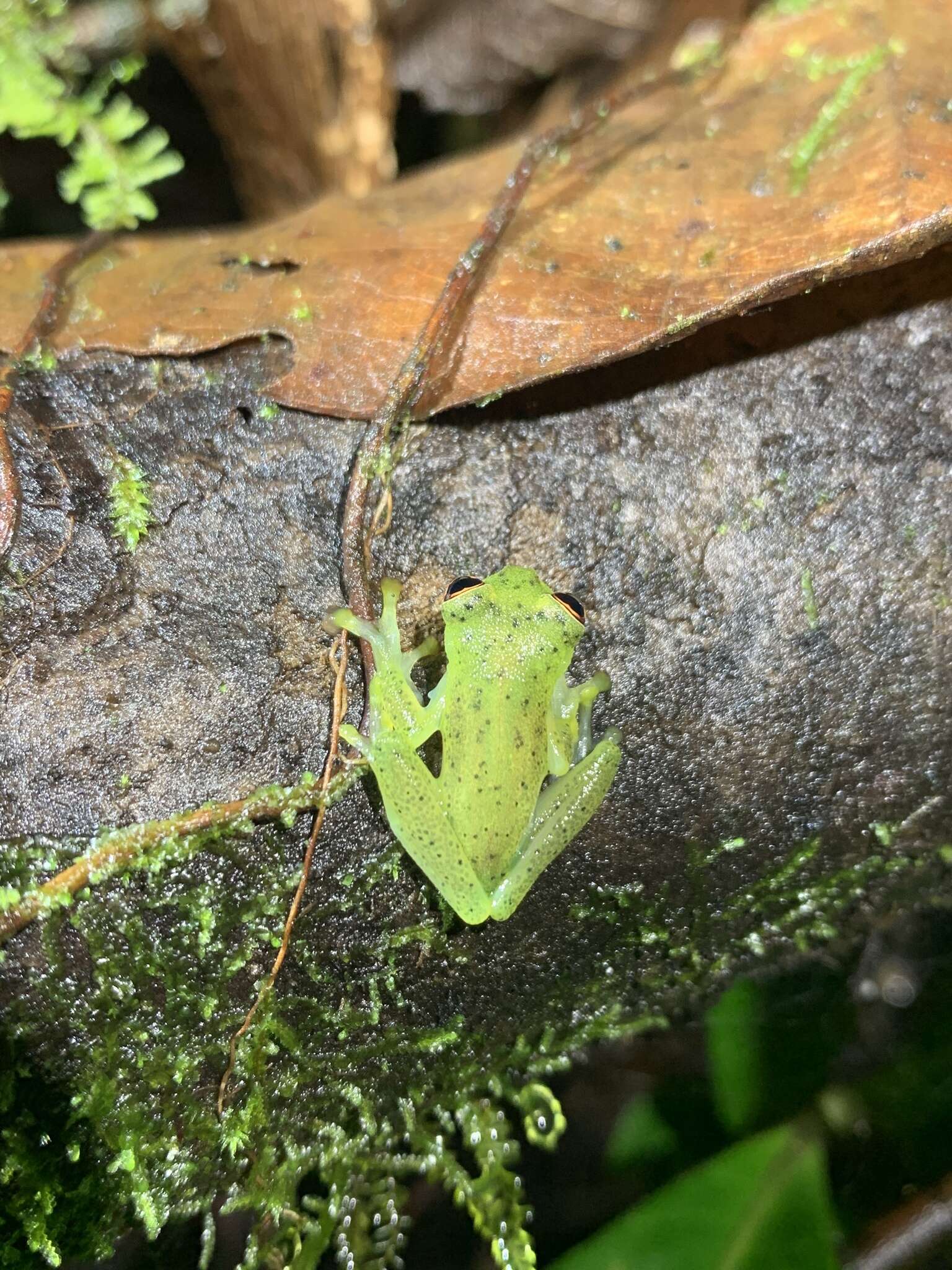 Image of Glass frog