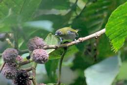 Image of Black-capped White-eye