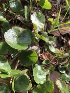 Image de Puccinia hydrocotyles (Mont.) Cooke 1880