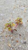 Image of seaside amaranth