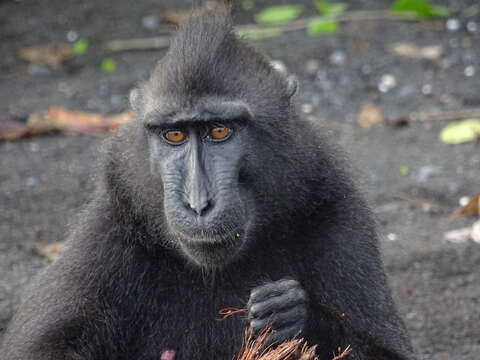 Image of Celebes crested macaque