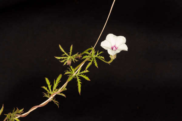 Слика од Ipomoea coptica (L.) Roth