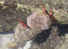 Image of California scarlet hermit crab