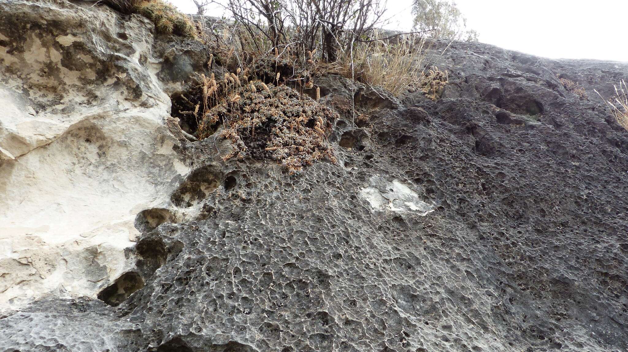 Sivun Petrophytum caespitosum (Nutt.) Rydb. kuva