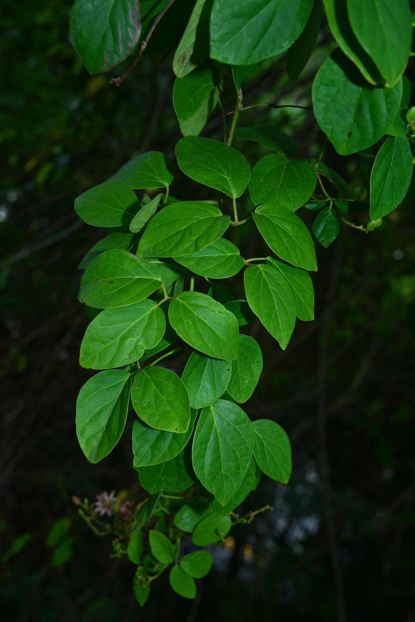 Illigera luzonensis (C. Presl) Merr. resmi