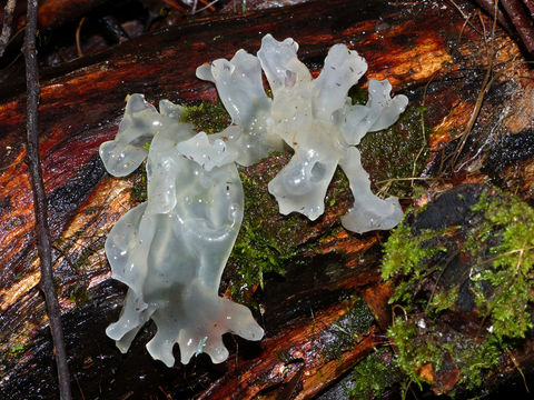 Image of snow fungus