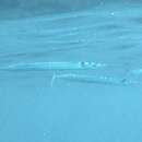 Image of Short-beaked garfish