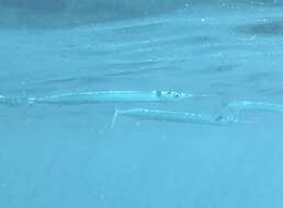 Image of Short-beaked garfish