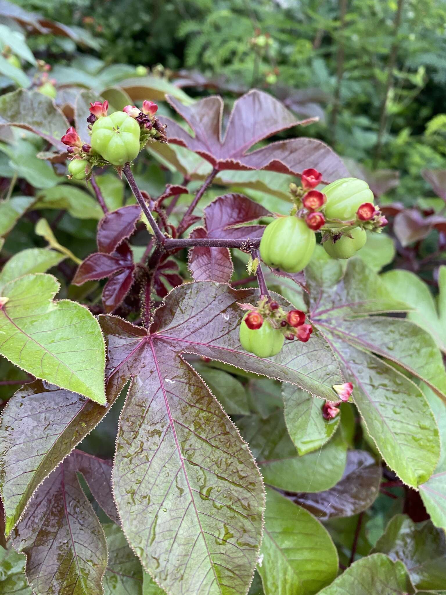 صورة Jatropha gossypiifolia var. gossypiifolia