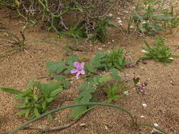 Imagem de Erodium hesperium (Maire) H. Lindb.