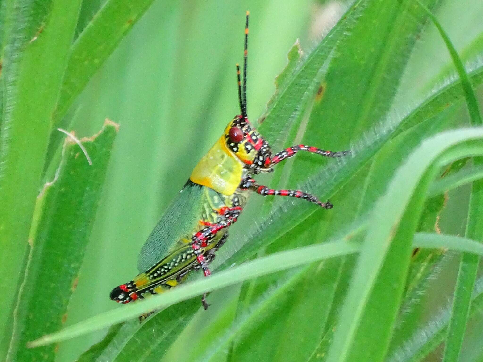 Image of Variegated grasshopper