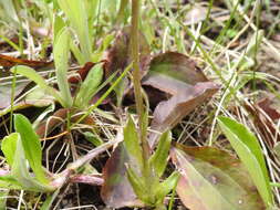 Antennaria parlinii subsp. parlinii resmi