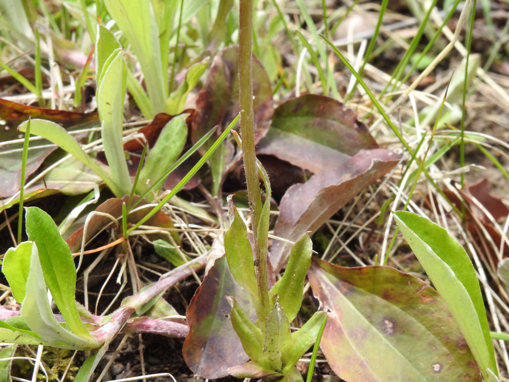 Antennaria parlinii subsp. parlinii resmi