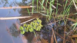 Image of Salvinia radula Baker