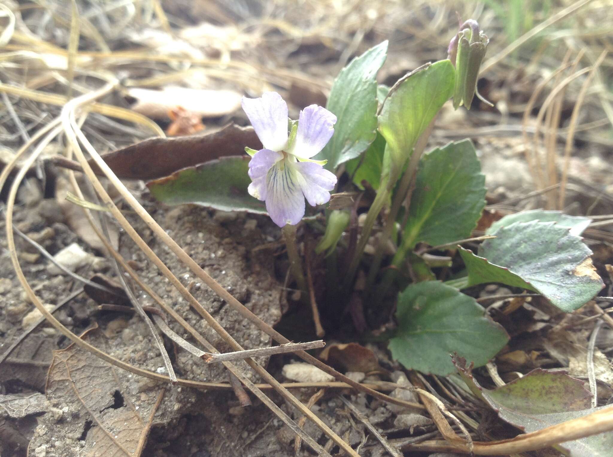 Image of Ponderosa violet