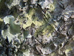 Image of pyrrhospora lichen